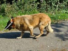 RITAS123, Hund, Mischlingshund in Slowakische Republik - Bild 11