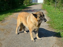RITAS123, Hund, Mischlingshund in Slowakische Republik - Bild 13