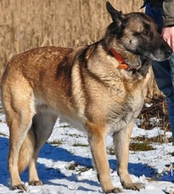 RITAS123, Hund, Mischlingshund in Slowakische Republik - Bild 14