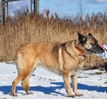 RITAS123, Hund, Mischlingshund in Slowakische Republik - Bild 2