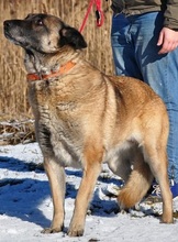 RITAS123, Hund, Mischlingshund in Slowakische Republik - Bild 4