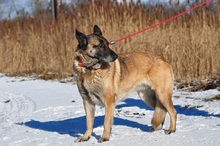 RITAS123, Hund, Mischlingshund in Slowakische Republik - Bild 6