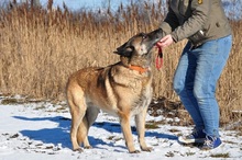 RITAS123, Hund, Mischlingshund in Slowakische Republik - Bild 7