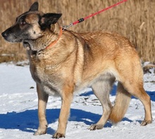 RITAS123, Hund, Mischlingshund in Slowakische Republik - Bild 8