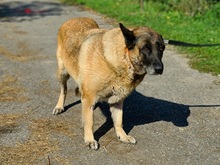RITAS123, Hund, Mischlingshund in Slowakische Republik - Bild 9