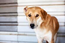 AMUN, Hund, Mischlingshund in Rumänien - Bild 1