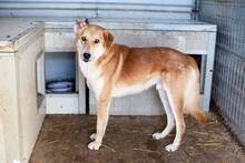 AMUN, Hund, Mischlingshund in Rumänien - Bild 10