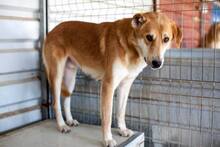 AMUN, Hund, Mischlingshund in Rumänien - Bild 11