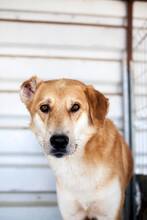AMUN, Hund, Mischlingshund in Rumänien - Bild 13