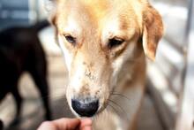 AMUN, Hund, Mischlingshund in Rumänien - Bild 14