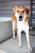 AMUN, Hund, Mischlingshund in Rumänien - Bild 4