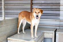 AMUN, Hund, Mischlingshund in Rumänien - Bild 7