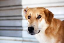 AMUN, Hund, Mischlingshund in Rumänien - Bild 8