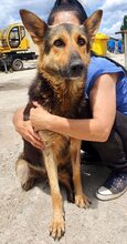 BECKY, Hund, Deutscher Schäferhund in Rumänien