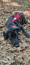 MILA, Hund, Flat Coated Retriever in Teisnach