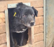 STEVEN, Hund, Mischlingshund in Rumänien - Bild 3