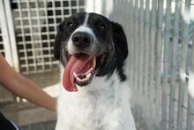MACCHIA, Hund, Mischlingshund in Italien - Bild 1