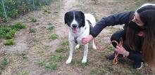 MACCHIA, Hund, Mischlingshund in Italien - Bild 11