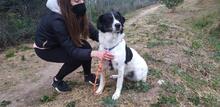 MACCHIA, Hund, Mischlingshund in Italien - Bild 13