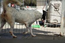 MACCHIA, Hund, Mischlingshund in Italien - Bild 4