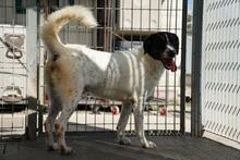 MACCHIA, Hund, Mischlingshund in Italien - Bild 5