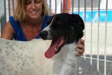 MACCHIA, Hund, Mischlingshund in Italien - Bild 7