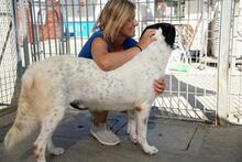 MACCHIA, Hund, Mischlingshund in Italien - Bild 8