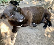 KALINA, Hund, Mischlingshund in Rumänien