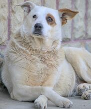 ALVA, Hund, Mischlingshund in Rumänien