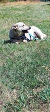 PEZGÖ, Hund, Mischlingshund in Ungarn - Bild 2