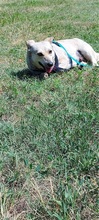 PEZGÖ, Hund, Mischlingshund in Ungarn - Bild 3