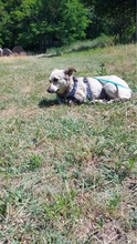PEZGÖ, Hund, Mischlingshund in Ungarn - Bild 4