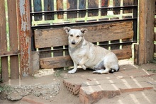 PEZGÖ, Hund, Mischlingshund in Ungarn - Bild 6