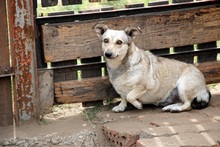 PEZGÖ, Hund, Mischlingshund in Ungarn - Bild 8