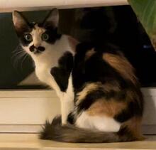 EMANUELA, Katze, Langhaarkatze-Mix in Düsseldorf - Bild 11