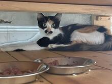 EMANUELA, Katze, Langhaarkatze-Mix in Düsseldorf - Bild 14