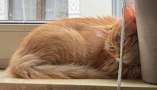 EMANUELA, Katze, Langhaarkatze-Mix in Düsseldorf - Bild 16