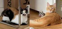EMANUELA, Katze, Langhaarkatze-Mix in Düsseldorf - Bild 2