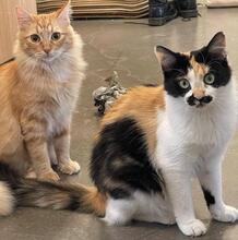 EMANUELA, Katze, Langhaarkatze-Mix in Düsseldorf - Bild 30