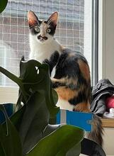 EMANUELA, Katze, Langhaarkatze-Mix in Düsseldorf - Bild 4
