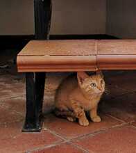 NEKO, Katze, Hauskatze in Spanien - Bild 16