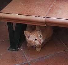 NEKO, Katze, Hauskatze in Spanien - Bild 17
