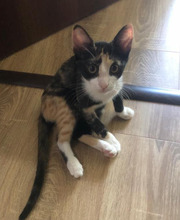 KALEA, Katze, Europäisch Kurzhaar in Rumänien - Bild 7