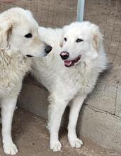 GLORIA, Hund, Maremmano-Mix in Italien - Bild 10