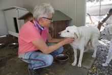 GLORIA, Hund, Maremmano-Mix in Italien - Bild 17