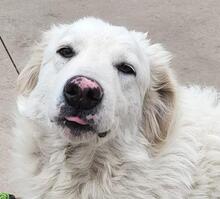 GLORIA, Hund, Maremmano-Mix in Italien - Bild 3