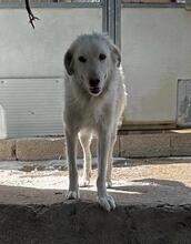 GLORIA, Hund, Maremmano-Mix in Italien - Bild 6