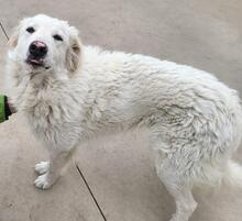 GLORIA, Hund, Maremmano-Mix in Italien - Bild 9