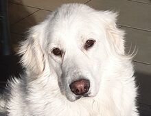 GEORGIA, Hund, Maremmano-Mix in Italien - Bild 1