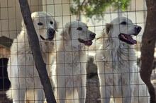 GEORGIA, Hund, Maremmano-Mix in Italien - Bild 10